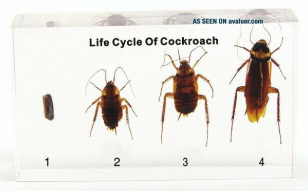 Cockroach Life Cycle In Clear Lucite Block Embedded Specimen Animal ...