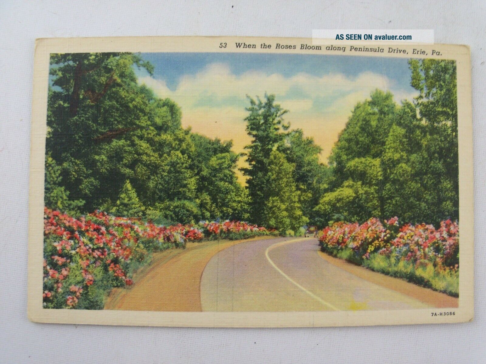 Vtg 1930 ' s Roses in Bloom along Peninsula Erie Pennsylvania PA Linen Postcard